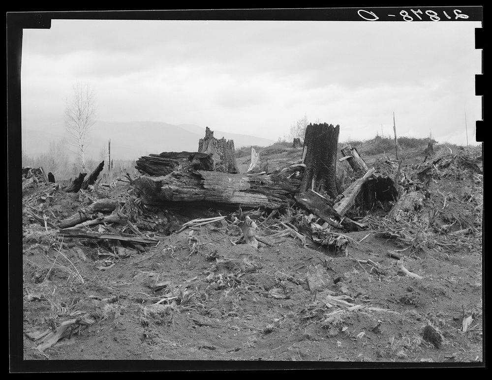 New settlers shack at foot of hills on poor sandy soil. Boundary County, Idaho. See general caption 49. Sourced from the…