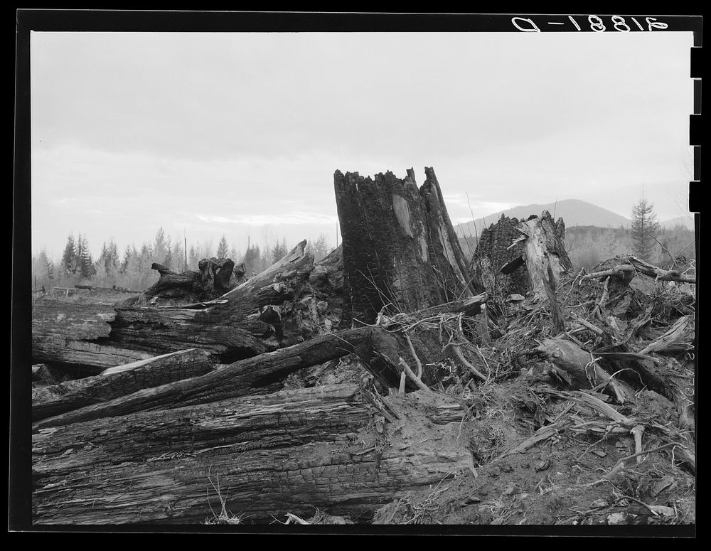 Stumps on Cox farm piled and ready for burning. Bonner County, Idaho. See general caption 50. Sourced from the Library of…