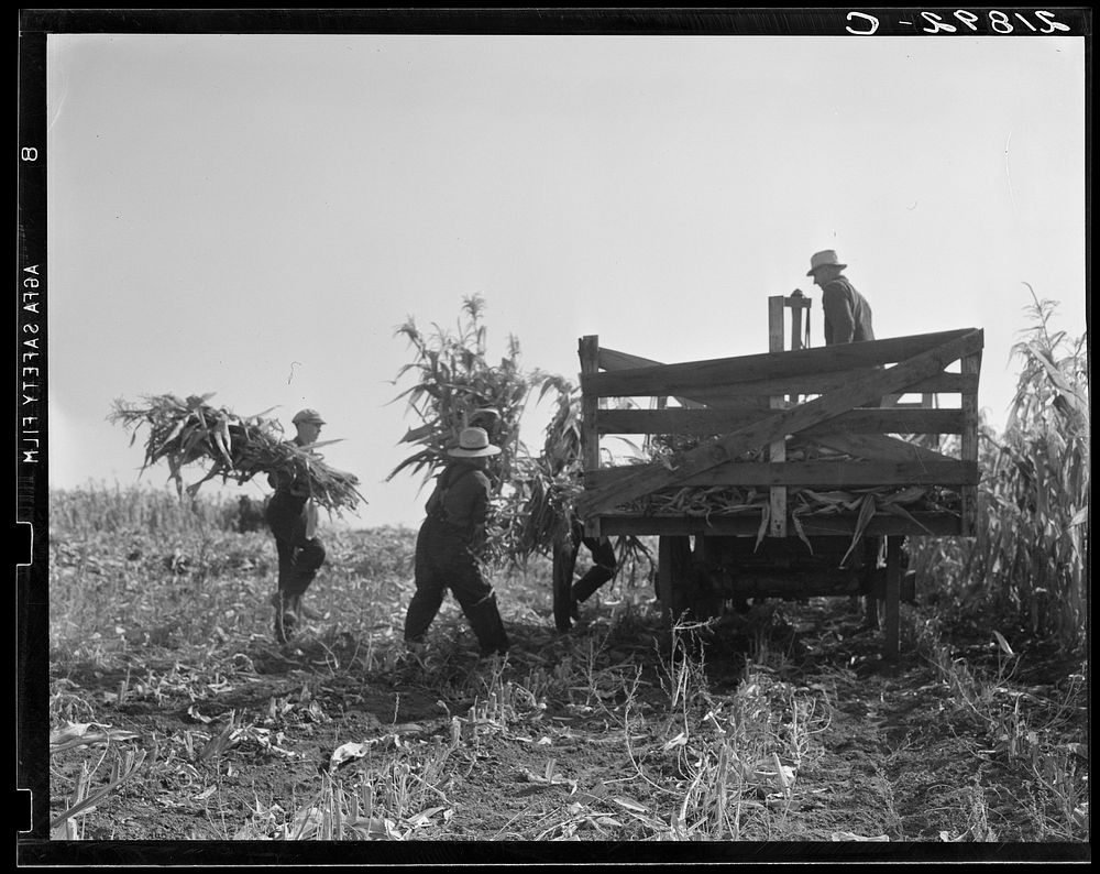 [Untitled photo, possibly related to: One of the eight cooperating farmers drive loaded wagons to the silo. Yamhill County…