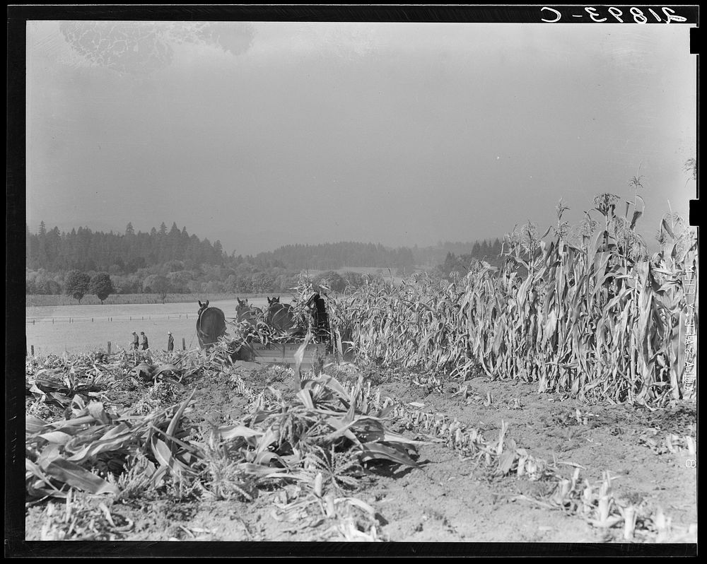 Cutting the corn on the Miller farm near West Carlton, Yamhill County, Oregon. See general caption 57 and 58. Sourced from…