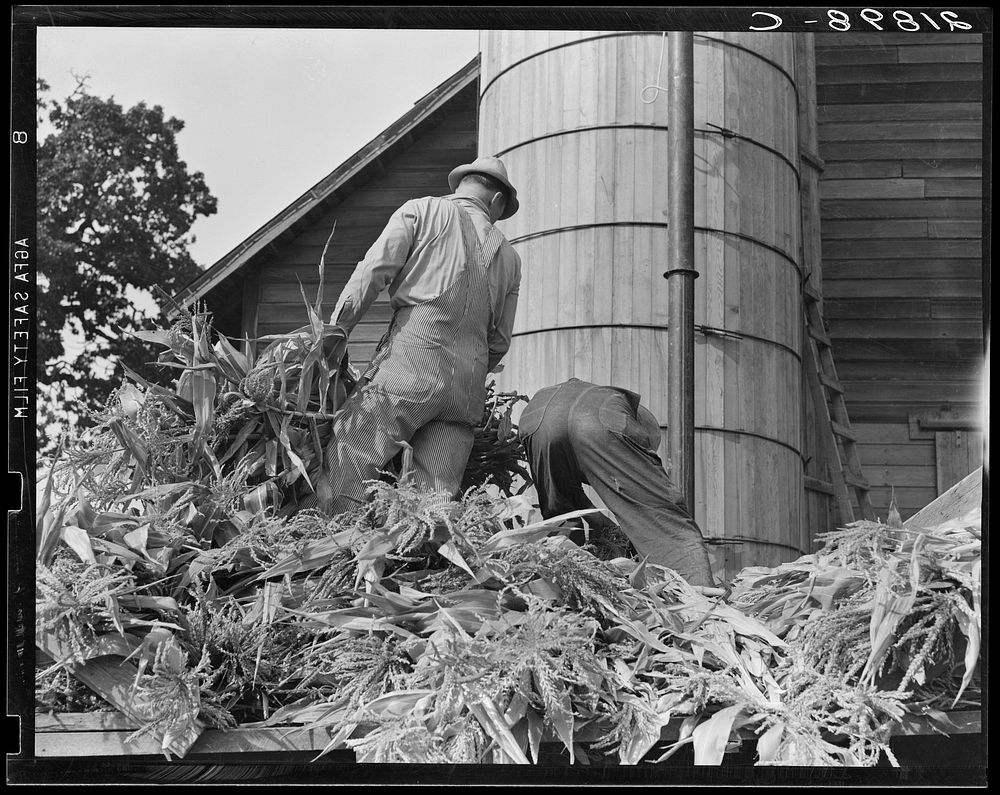 Cooperating farmers feeding corn from the wagon through the ensilage cutter from which it is blown thru the pipe into the…
