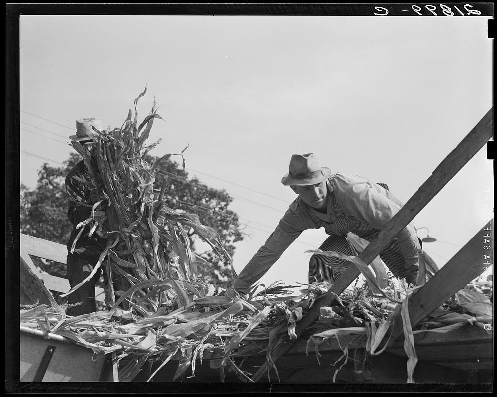 [Untitled photo, possibly related to: Cooperating farmers feeding corn from the wagon through the ensilage cutter from which…