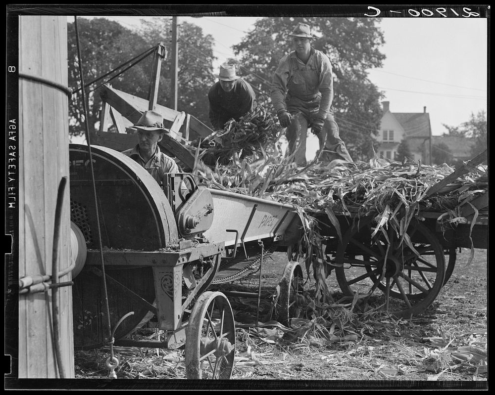 [Untitled photo, possibly related to: Cooperating farmers feeding corn from the wagon through the ensilage cutter from which…