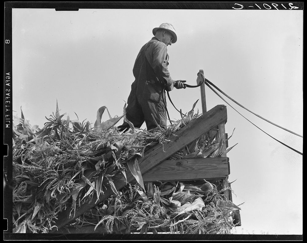 One of the eight cooperating farmers drive loaded wagons to the silo.  Yamhill County, Oregon. Sourced from the Library of…