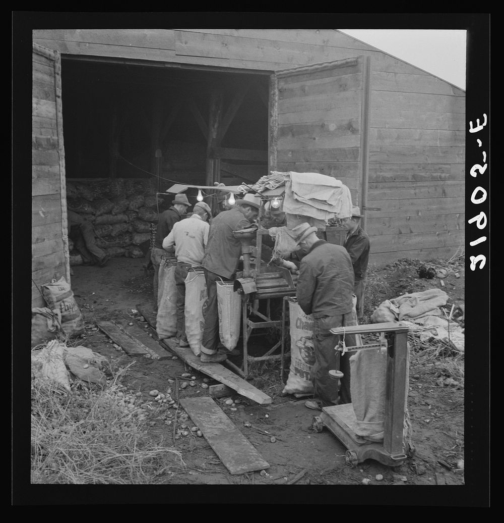 [Untitled photo, possibly related to: Grading potatoes, preparing for shipment, cold, rainy morning, end of harvesting…