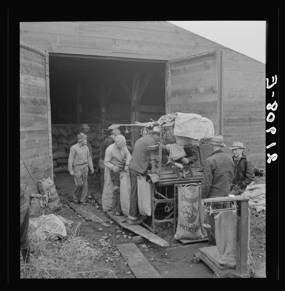 [Untitled photo, possibly related to: Grading potatoes, preparing for shipment, cold, rainy morning, end of harvesting…