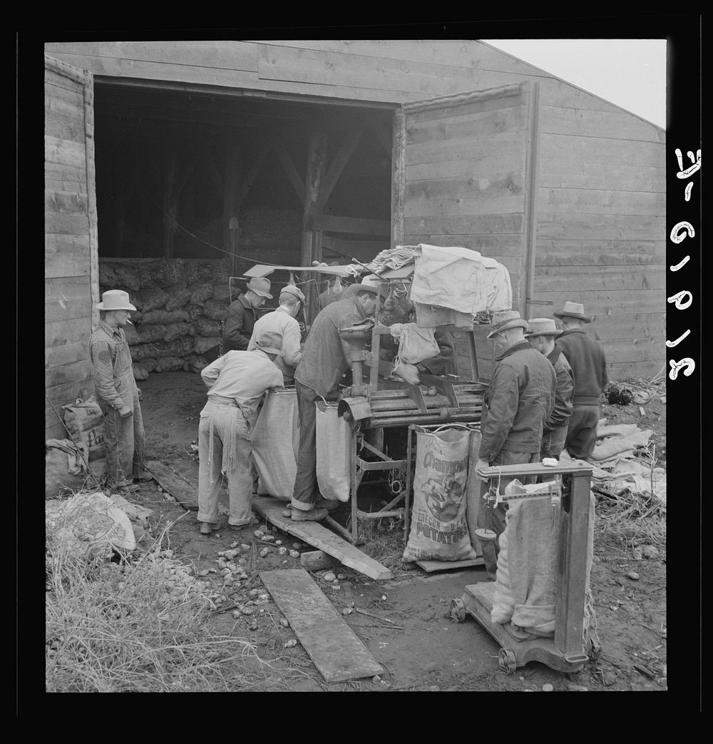 Grading potatoes, preparing for shipment, cold, rainy morning, end of harvesting season. Potatoes have been stored in this…