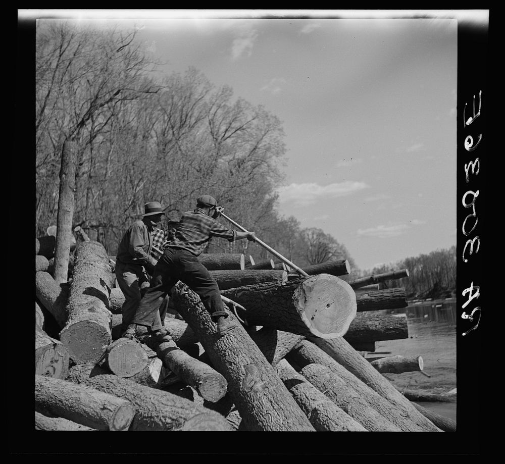 Lumberjacks using peaveys to remove logs from banks of Little Fork River. Near Littlefork, Minnesota by Russell Lee