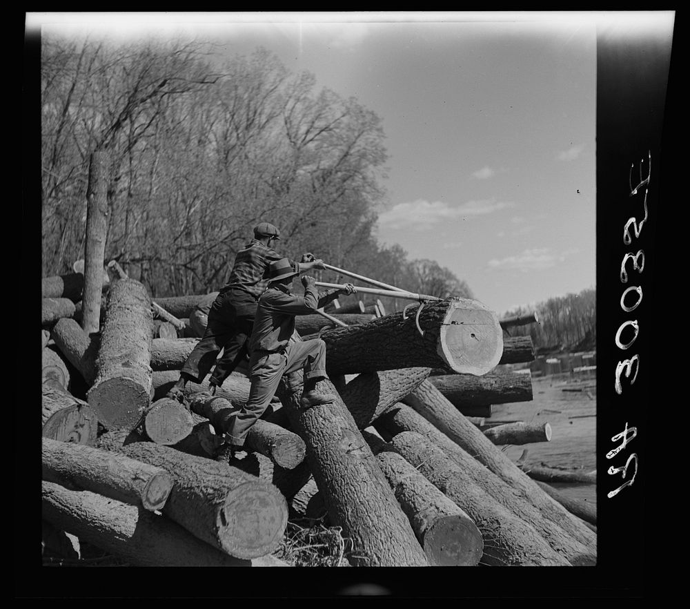 Lumberjack using peaveys to remove logs from banks of Little Fork River. Near Littlefork, Minnesota by Russell Lee