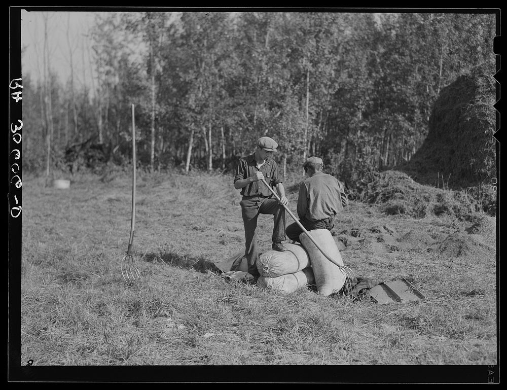 Threshing hands resting on sacks of alfalfa seed near Littlefork, Minnesota by Russell Lee