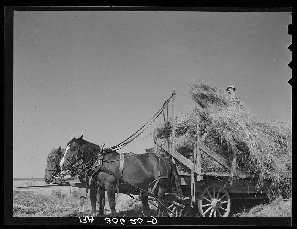 [Untitled photo, possibly related to: Team and wagon load of alfalfa waiting to move up to the threshing machine. Near…