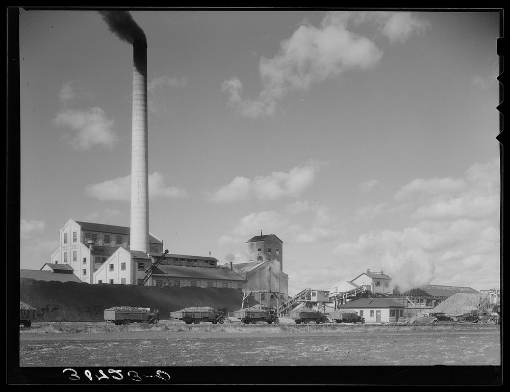[Untitled photo, possibly related to: Sugar beet factory with trucks lined up waiting to be unloaded. East Grand Forks…