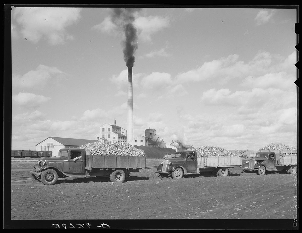 Trucks loaded with sugar beets, factory in background. East Grand Forks, Minnesota by Russell Lee