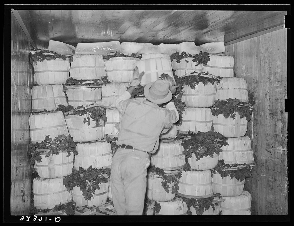 Packing spinach in refrigerator car. La Pryor, Texas by Russell Lee