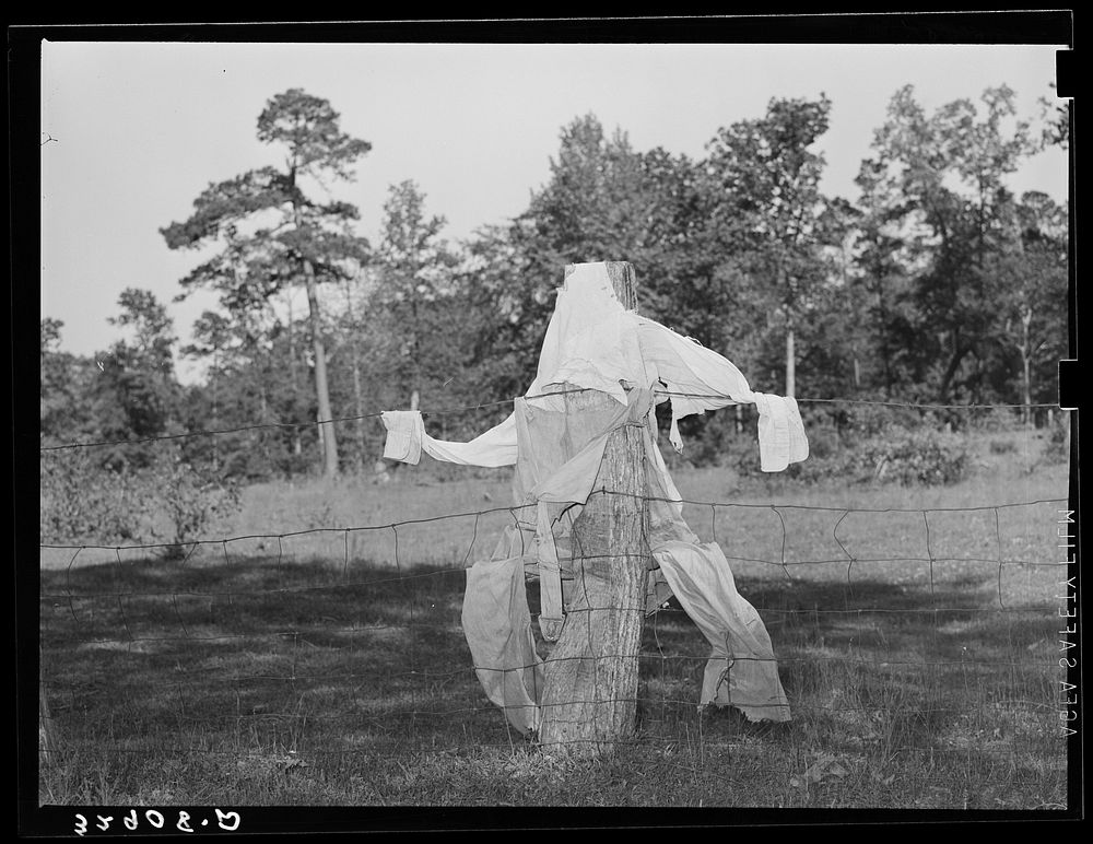 Scarecrow on farm. San Augustine County, Texas by Russell Lee