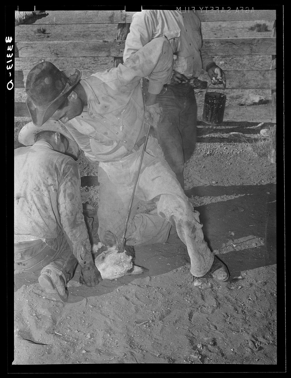 Burning horns calf. Cattle ranch Free Photo rawpixel