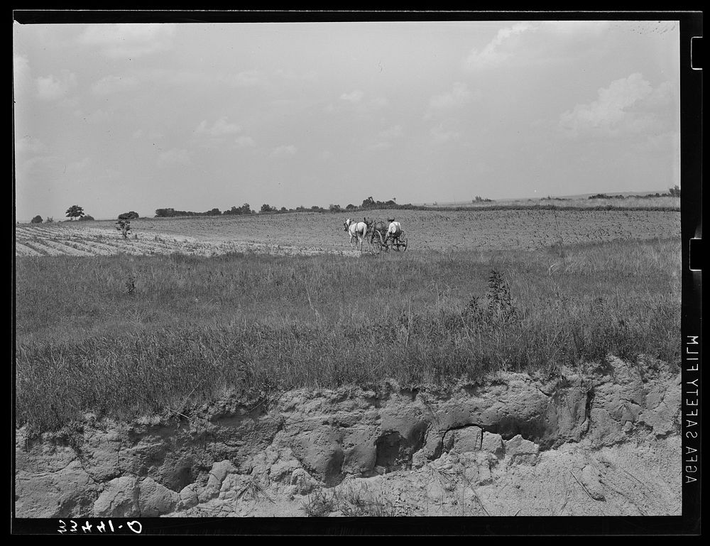 Landscape in Oklahoma showing man plowing in cotton field in background and profile of soil showing easily erodable…