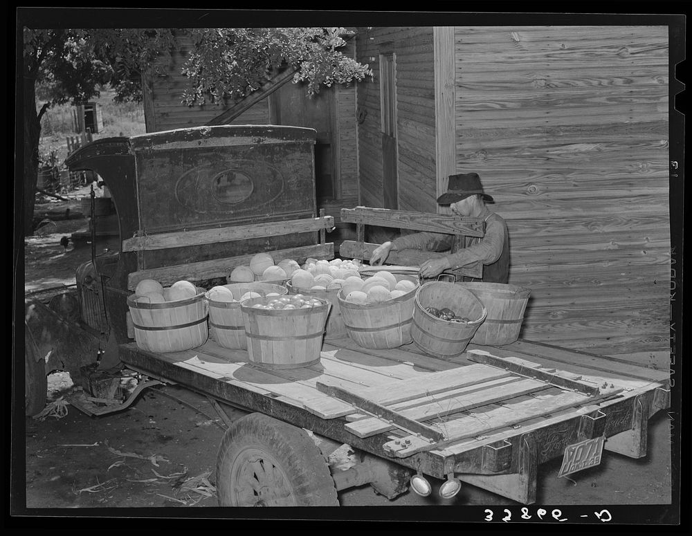 Tenant farmer loading melons and vegetables on his truck for delivery into market at Muskogee, Oklahoma. This year many…