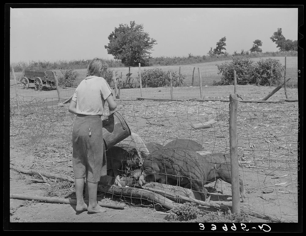 Daughter of tenant farmer feeding the hogs near Muskogee, Oklahoma. See general caption 20 by Russell Lee