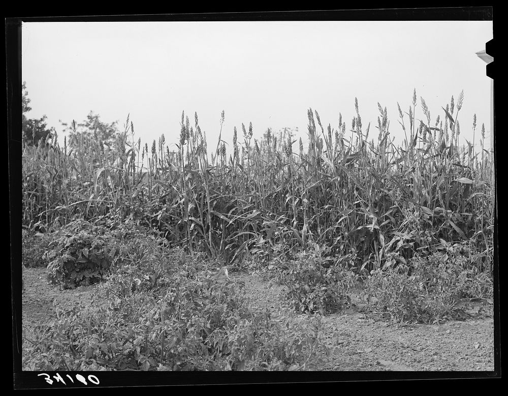 Kaffir corn is used as a windbreak for gardens in Sheridan County, Kansas by Russell Lee