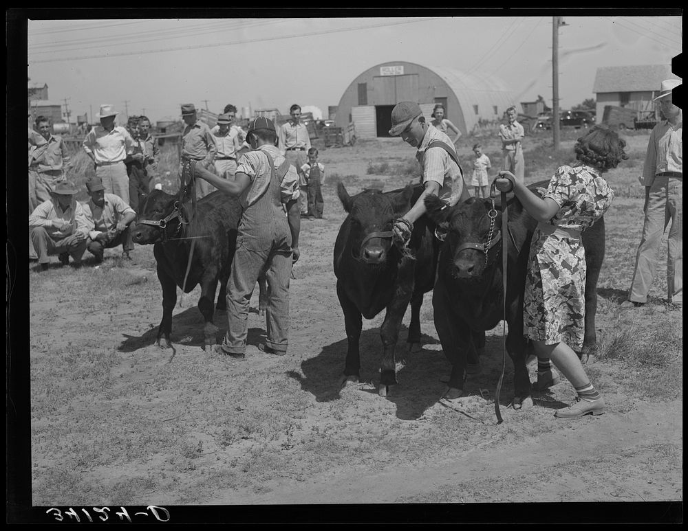 Displaying prize bulls at 4-H fair. Sublette, Kansas by Russell Lee