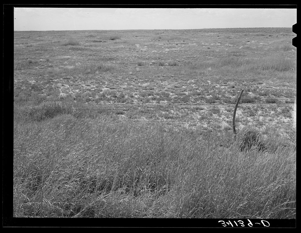 Some of the native grass of Baca County, Colorado. Beyond the fence is grazed land approaching the overgrazed stage by…