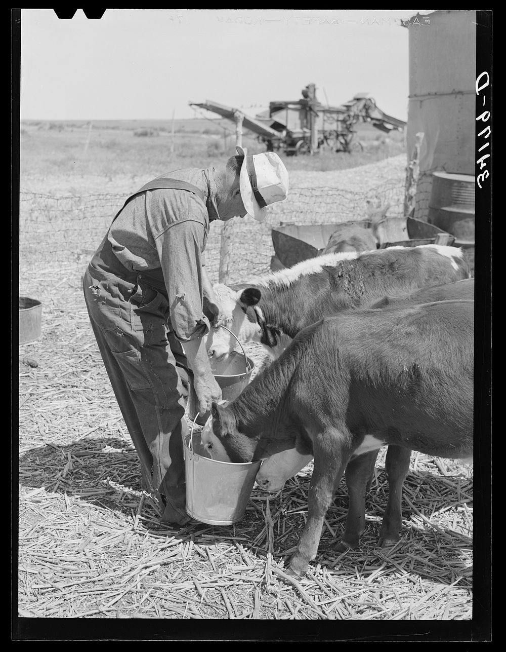 Mr. Bosley of reorganization unit, Baca County, Colorado, feeding calves. Livestock are a most essential part of the…