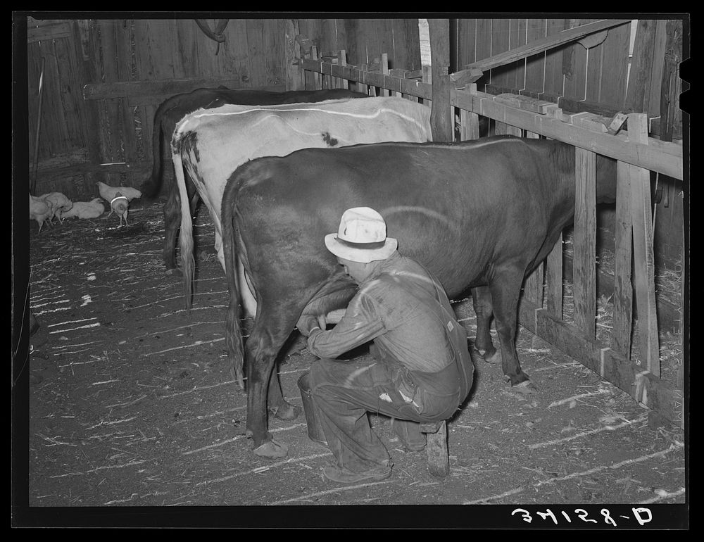 [Untitled photo, possibly related to: Mr. Bosley milking his dual-purpose cows on his farm. Baca County, Colorado] by…
