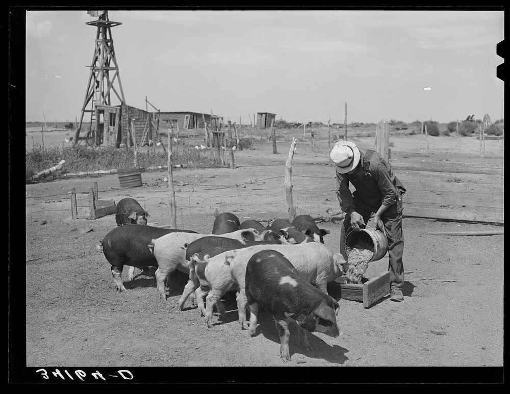 Mr. Bosley of the Bosley reorganization unit feeding his hogs on his farm in Baca County, Colorado by Russell Lee