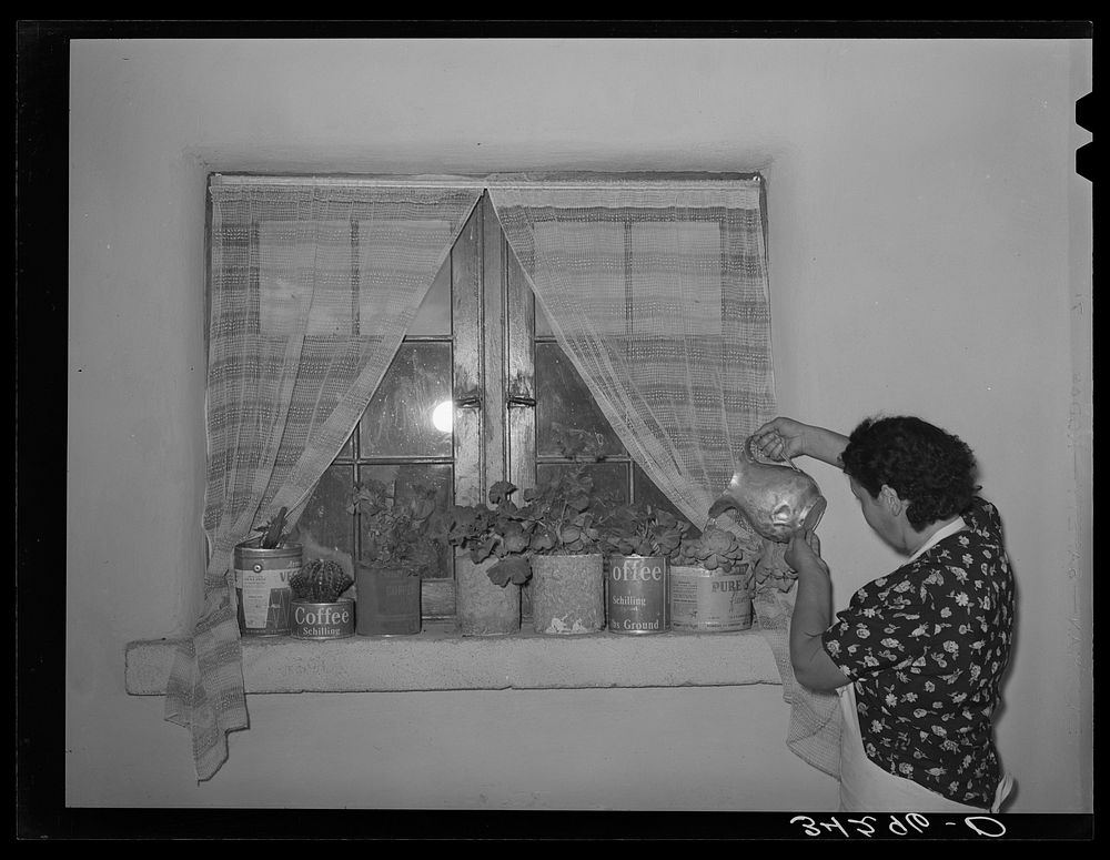 Spanish-American woman watering her flowers. Farm near Taos, New Mexico by Russell Lee