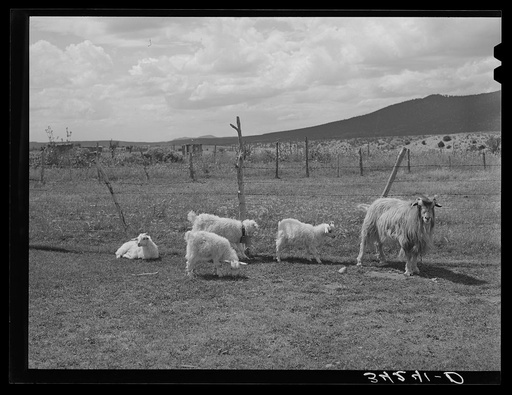 Goats on farm near Questa, New Mexico by Russell Lee