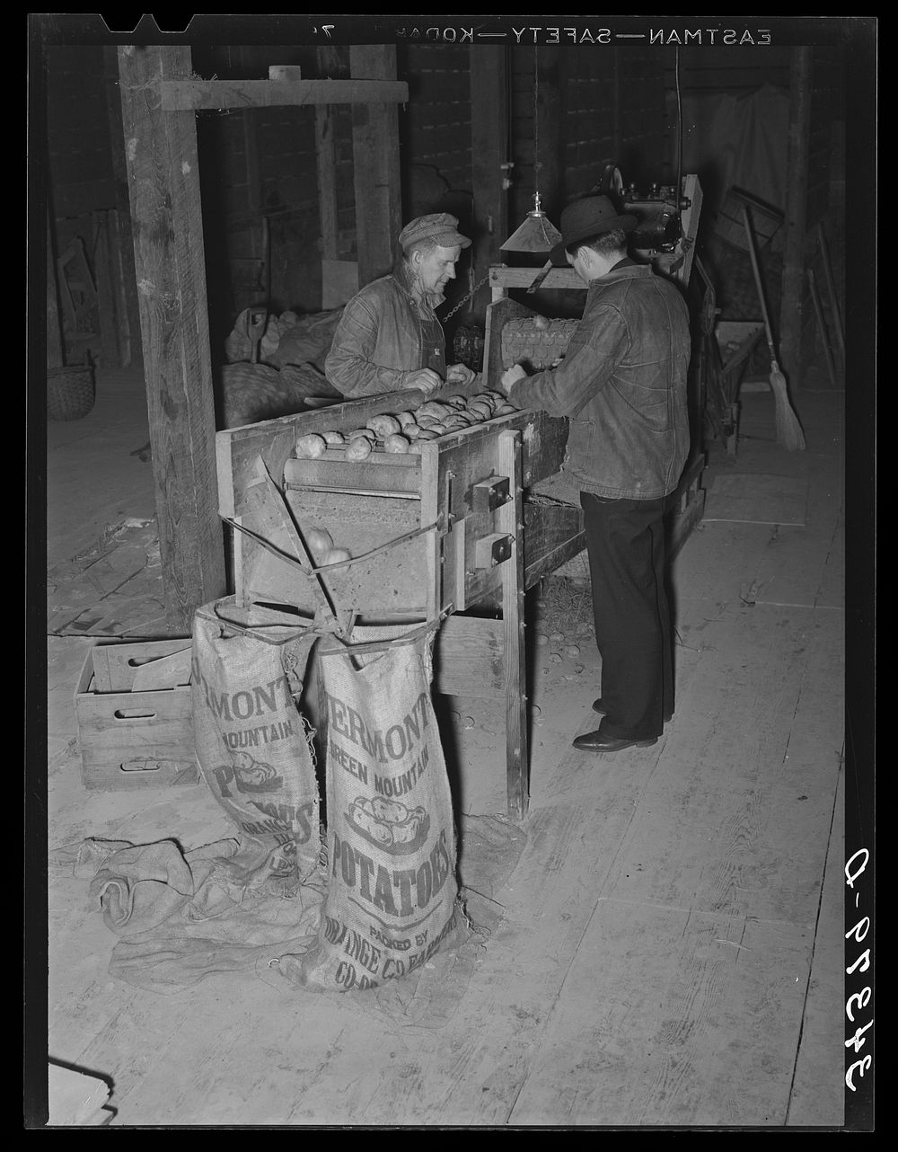 Grading potatoes in cooperative association. Bradford, Vermont by Russell Lee