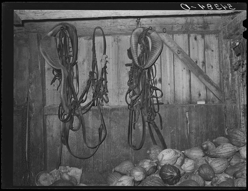 Interior of barn with harness and stored squashes, farm of FSA (Farm Security Administration) client in Orange County near…