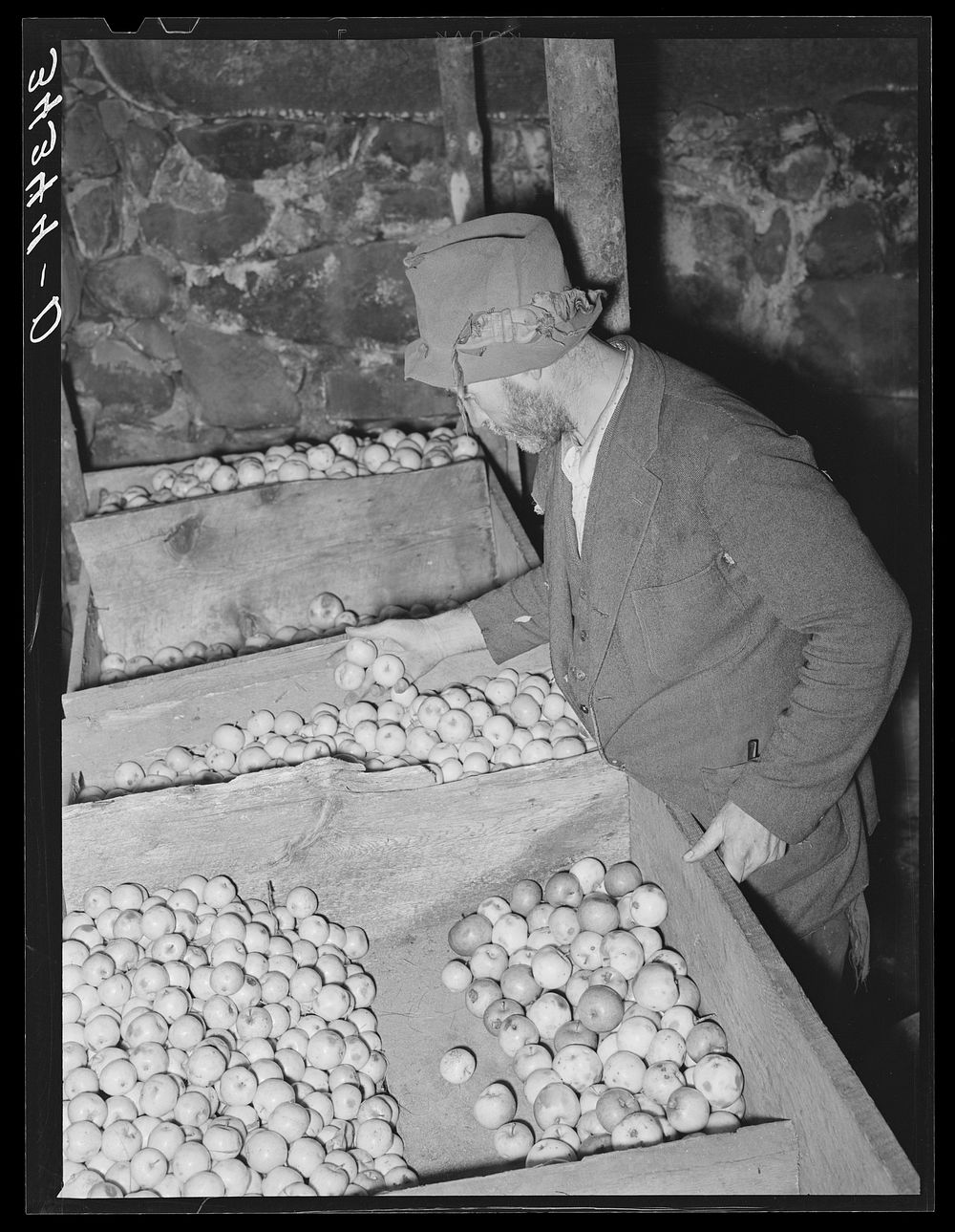 FSA (Farm Security Administration) client examining apples which are stored in bins in his cellar. Near Bradford, Vermont…