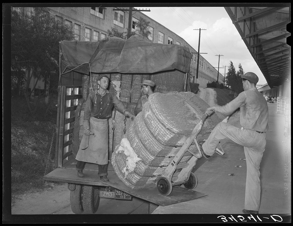 Unloading truckload of cotton. Compress, Houston, Texas by Russell Lee