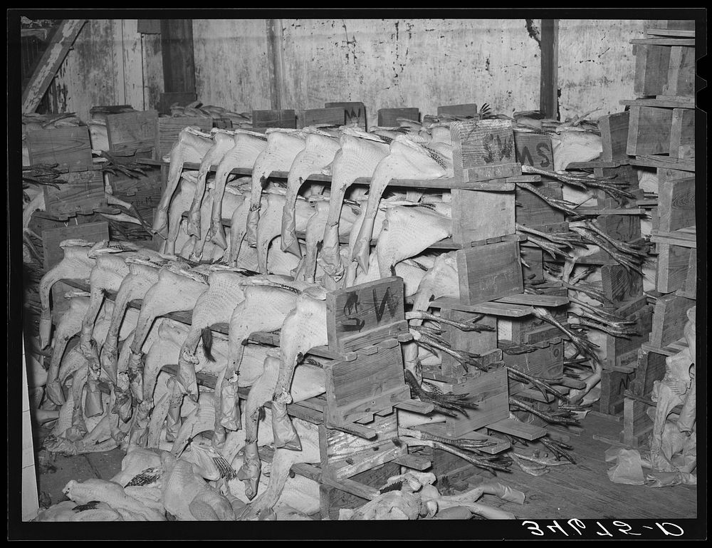 Dressed turkeys on the packs ready to be packed for shipping. Cold storage plant, Brownwood, Texas by Russell Lee