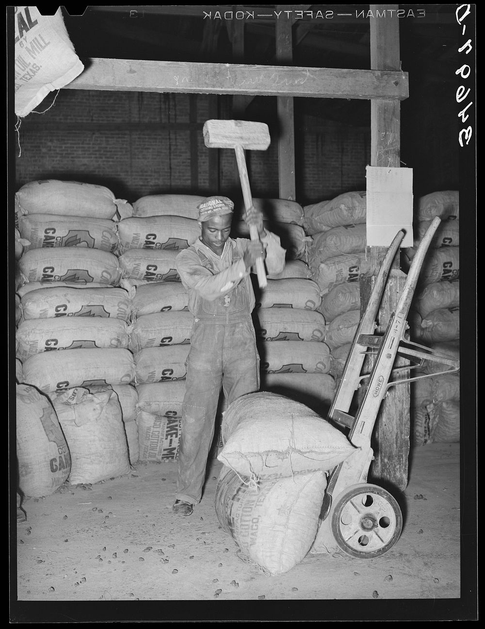  worker pounding down sack so that stored sacks of feed will pack more evenly. Cottonseed oil mill. McLennan County, Texas…