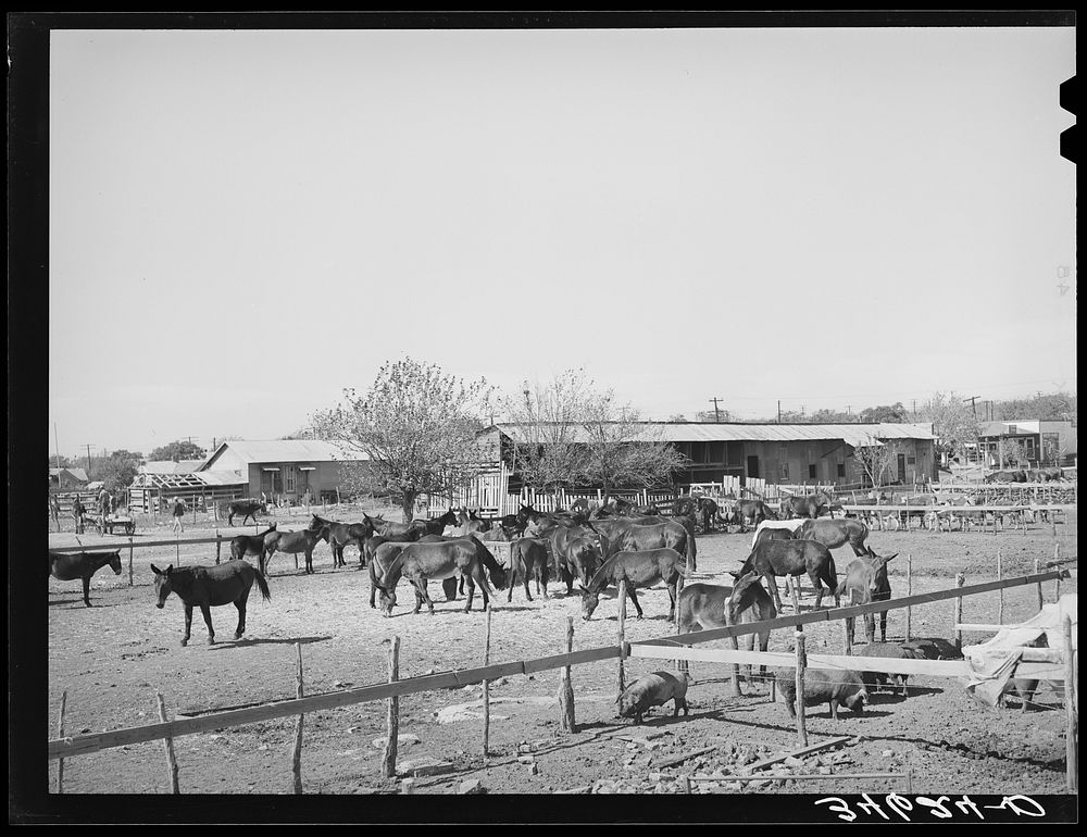 Mules in sale lot. Taylor, Texas by Russell Lee