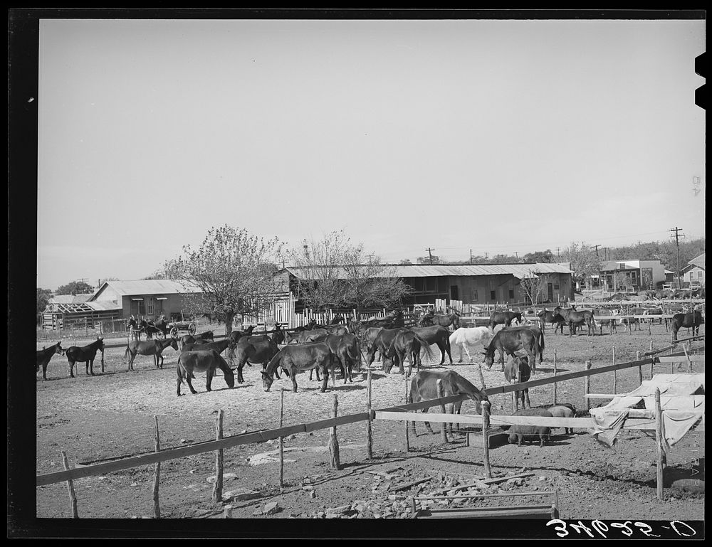 [Untitled photo, possibly related to: Mules in sale lot. Taylor, Texas] by Russell Lee
