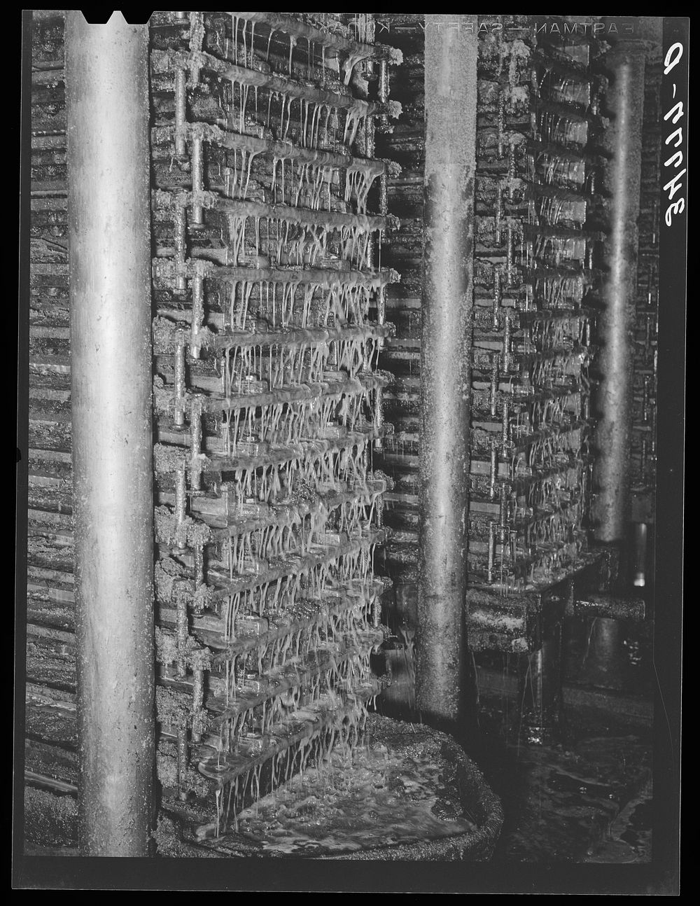 [Untitled photo, possibly related to: Cotton seed oil running from hydraulic presses. Cotton seed oil mill. McLennan County…