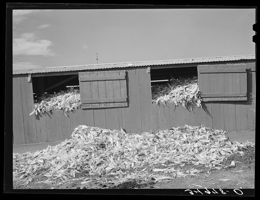 Shed full of corn. Large dairy, San Angelo, Texas by Russell Lee