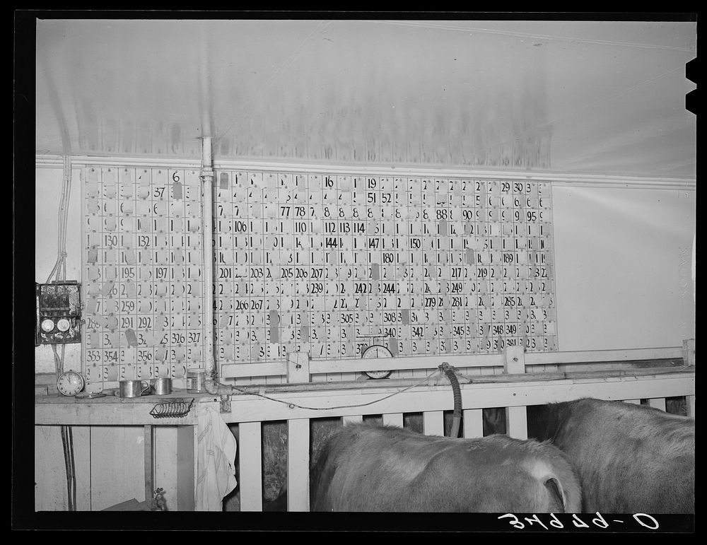 Milking record of each cow is kept on this chart at a large dairy in Tom Green County, Texas by Russell Lee