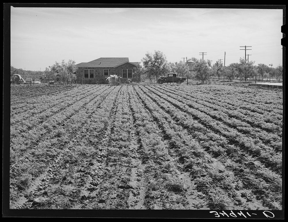 [Untitled photo, possibly related to: Young spinach in rows. Truck farm, Tom Green County, near San Angelo, Texas] by…