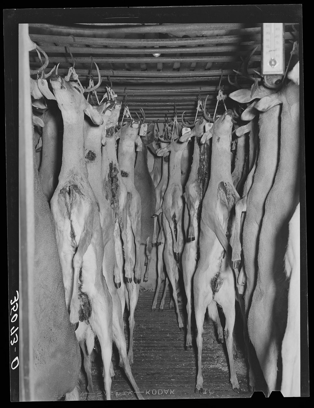 [Untitled photo, possibly related to: Deer shot during the hunting season in cold storage at icehouse. Mason, Texas] by…