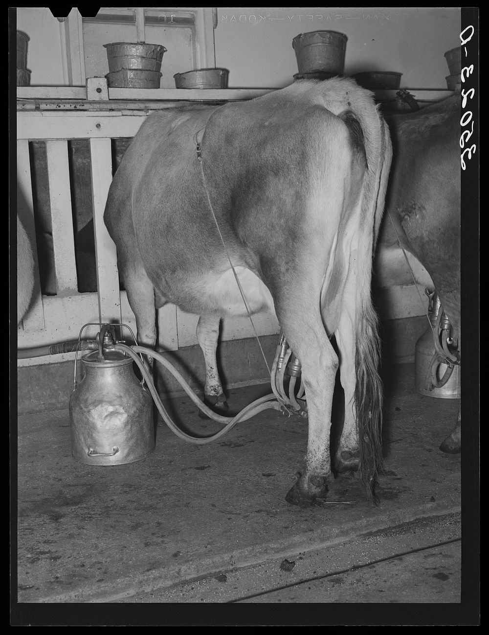 Cow being milked by vacuum milker. Dairy, Tom Green County, Texas by Russell Lee