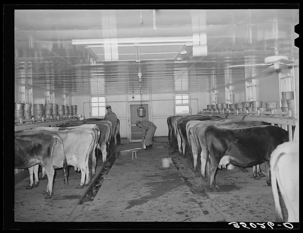 Cows in milking shed waiting for vacuum milker to be attached. Large dairy in Tom Green County, Texas by Russell Lee