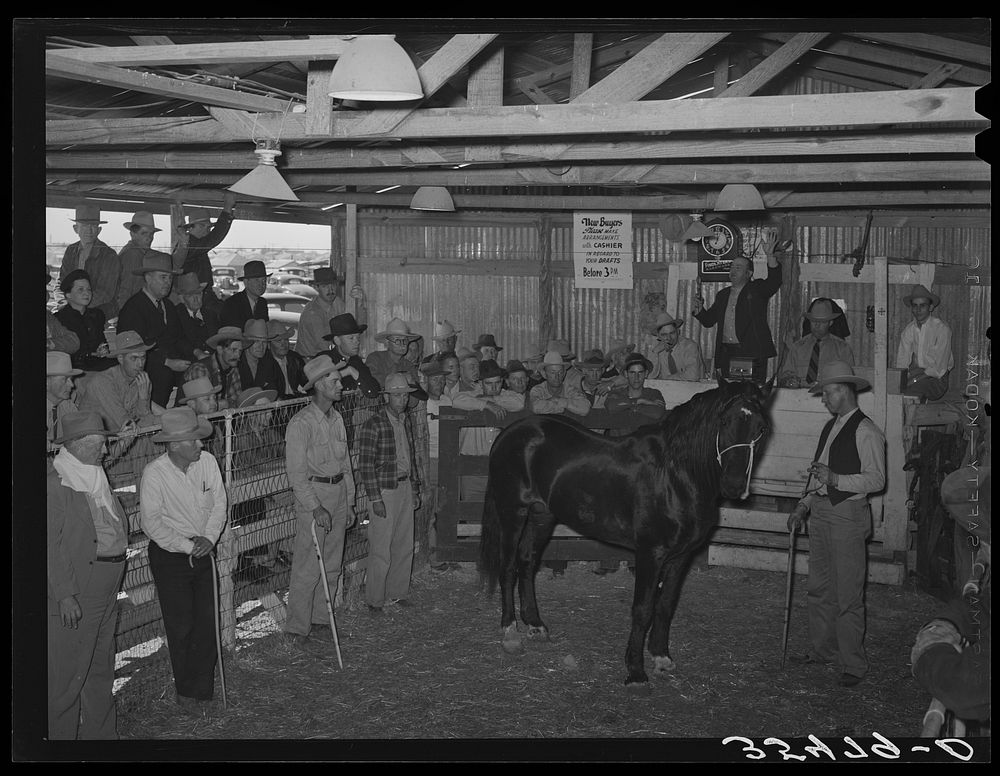 Auction of horses at San Angelo Fat Stock Show, San Angelo, Texas. The breeding and raising of fine horses is a part of the…