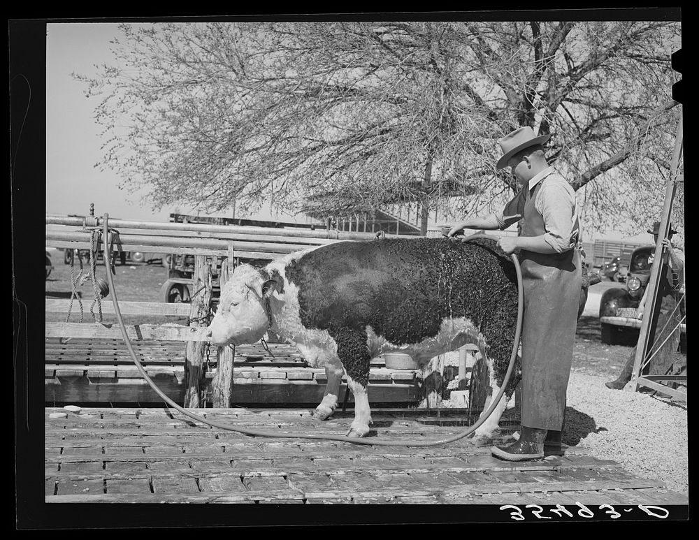 Cowboy washing Hereford steer which will be shown next morning at the San Angelo Fat Stock Show. San Angelo, Texas by…