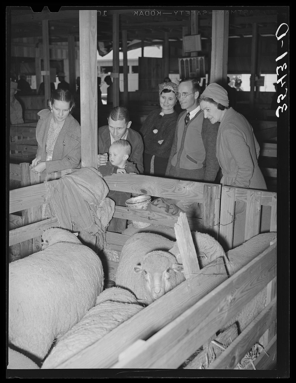 Visitors at the San Angelo Fat Stock Show looking at sheep on exhibit. San Angelo, Texas by Russell Lee
