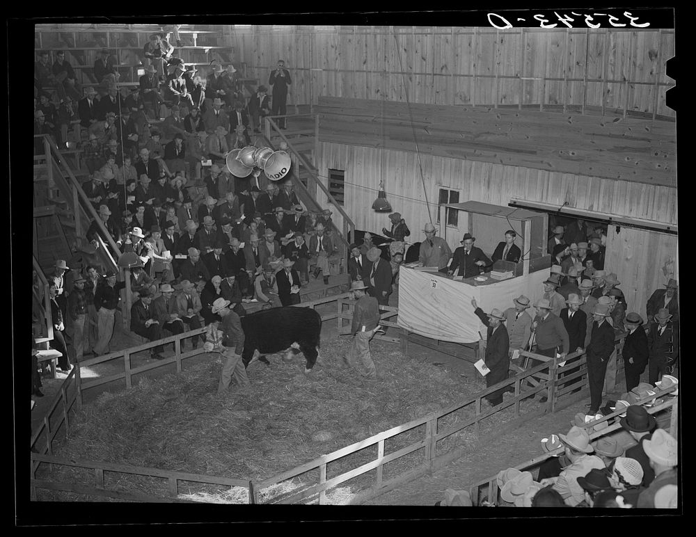 Auction of Hereford cattle at the San Angelo Fat Stock Show. San Angelo, Texas by Russell Lee
